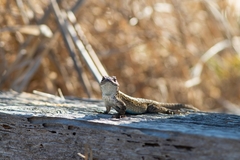 Sceloporus occidentalis becki