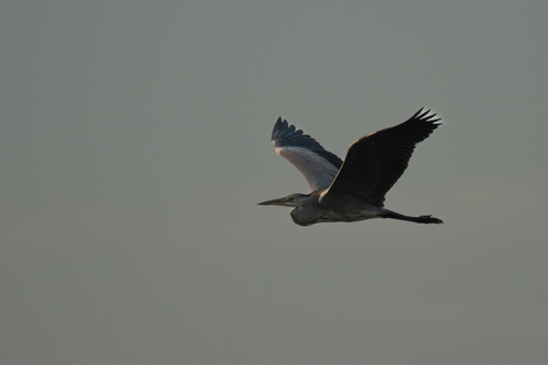 Grey Heron