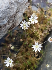 Stellaria gracilenta