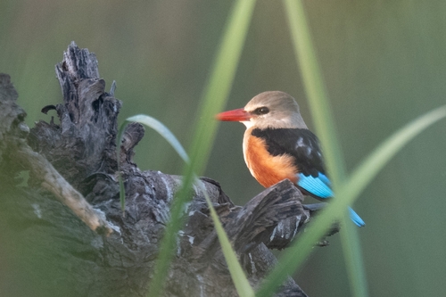 Gray-headed Kingfisher