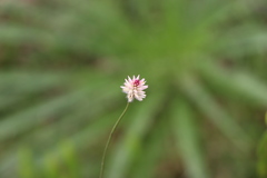 Pfaffia tuberosa
