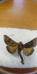 Autographa pulchrina
