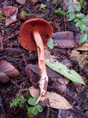 Cortinarius californicus