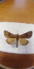 Autographa pulchrina