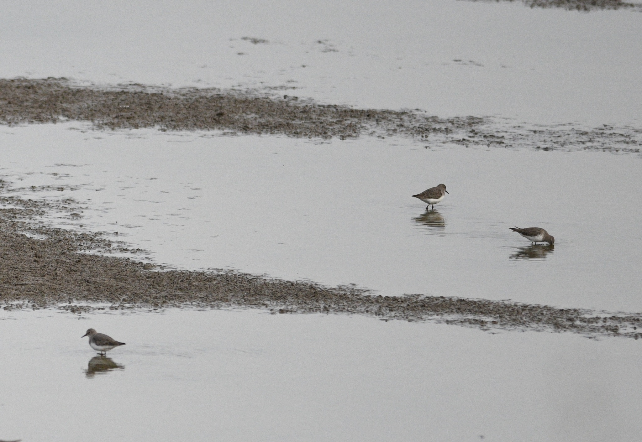 Temminck's Stint
