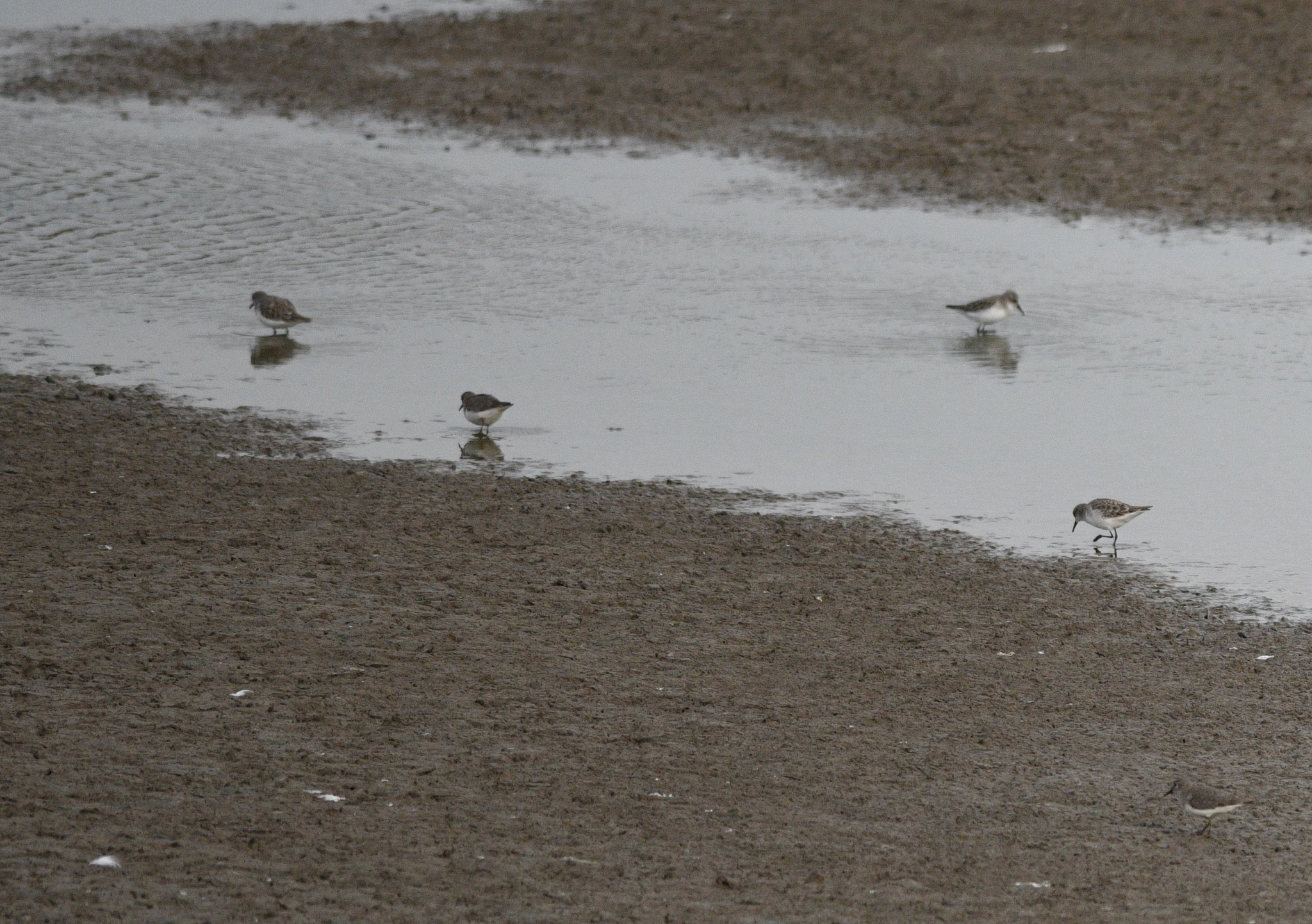 Red-necked Stint
