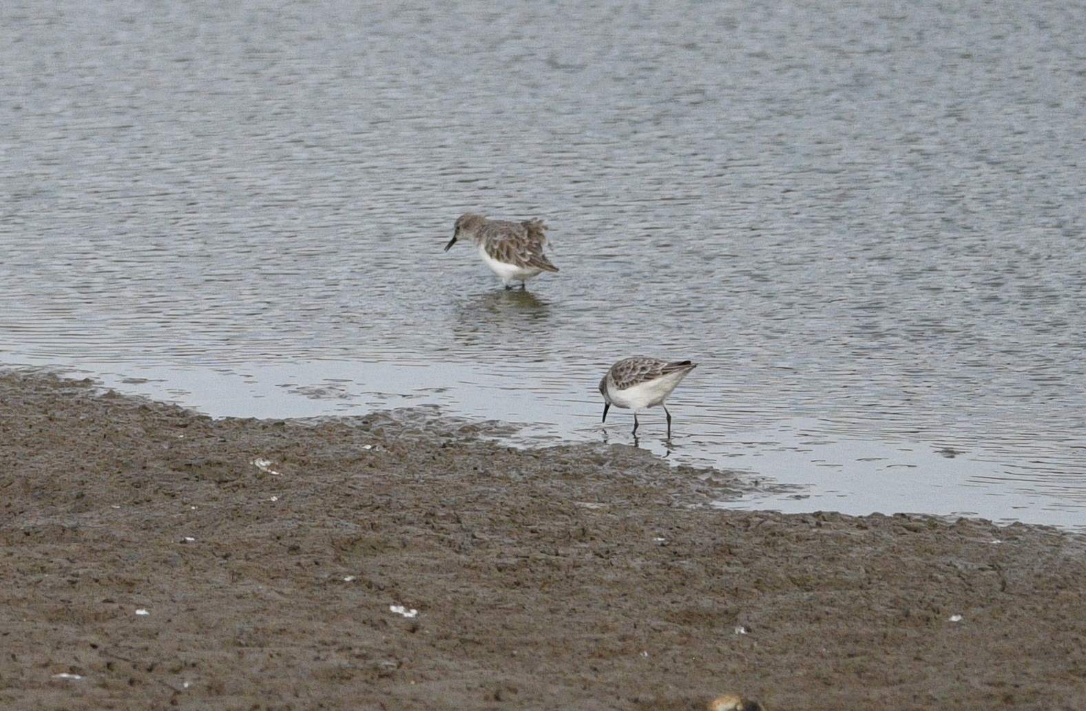 Red-necked Stint