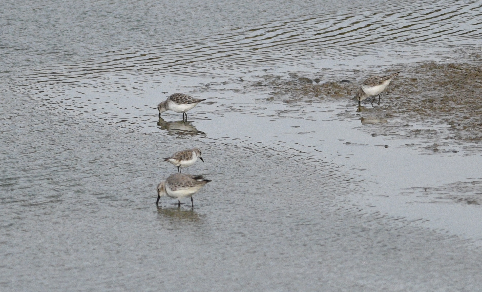 Red-necked Stint