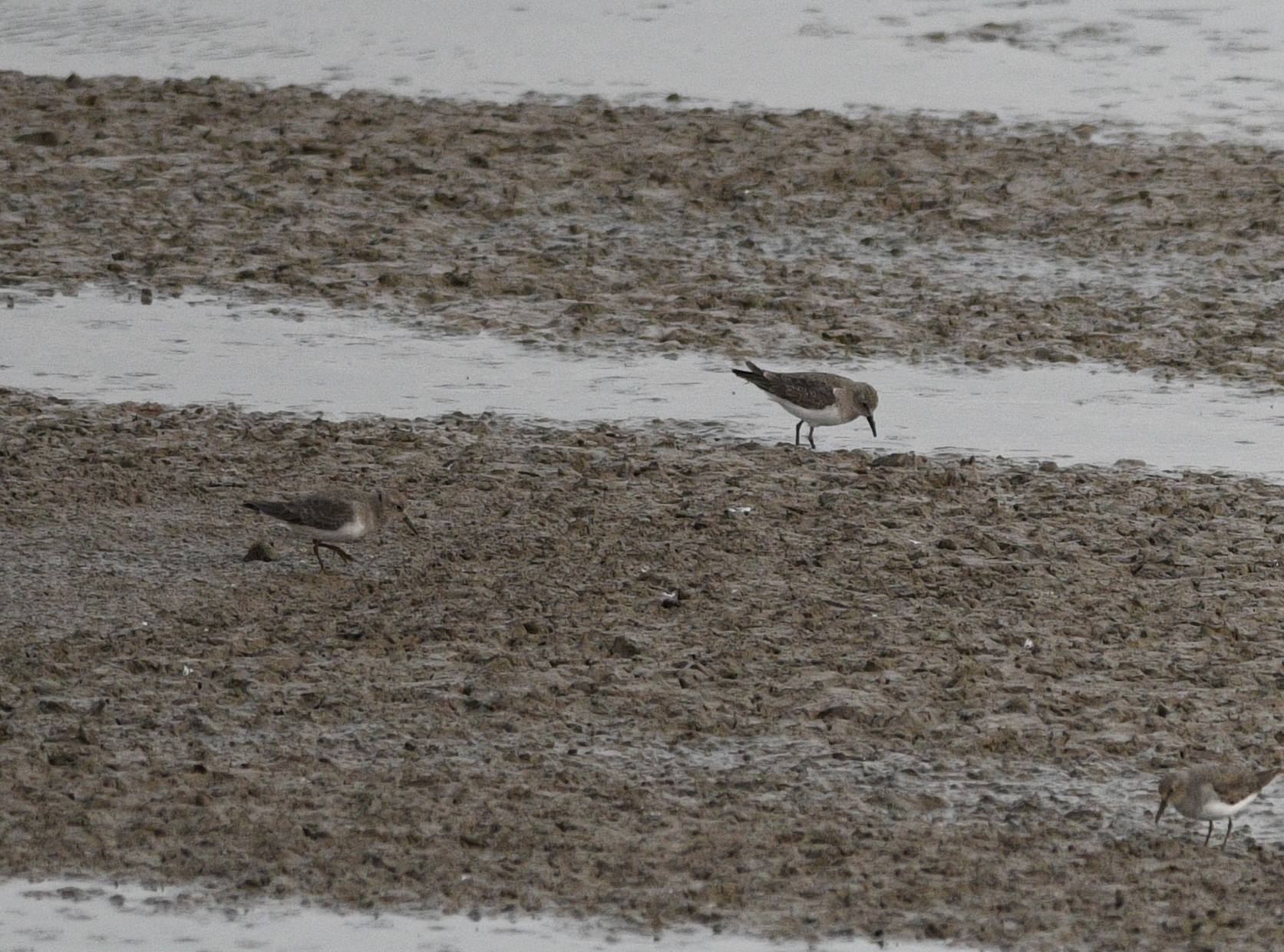 Temminck's Stint