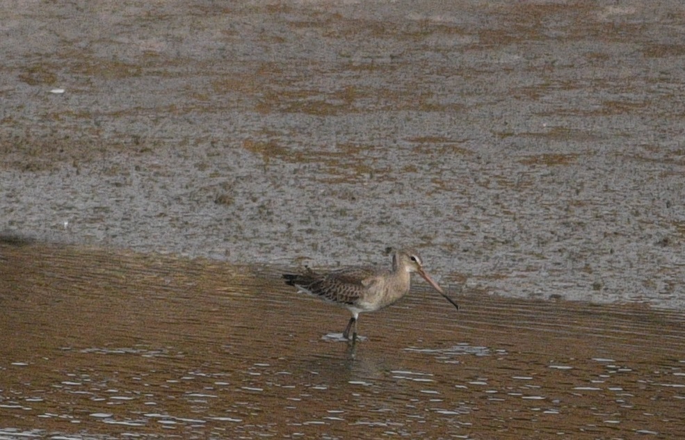 Black-tailed Godwit