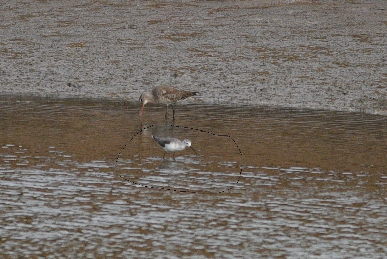 Marsh Sandpiper
