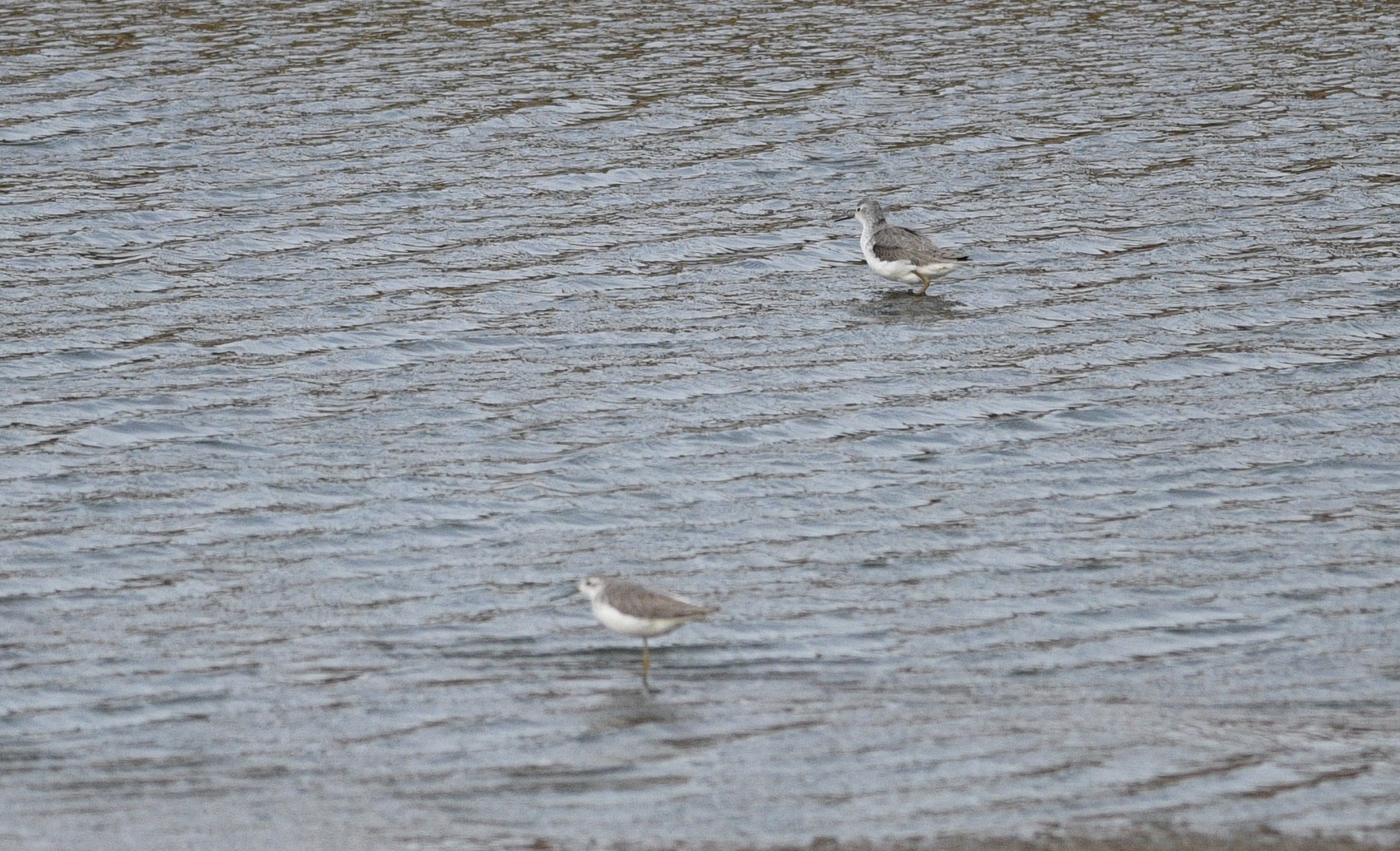 Marsh Sandpiper