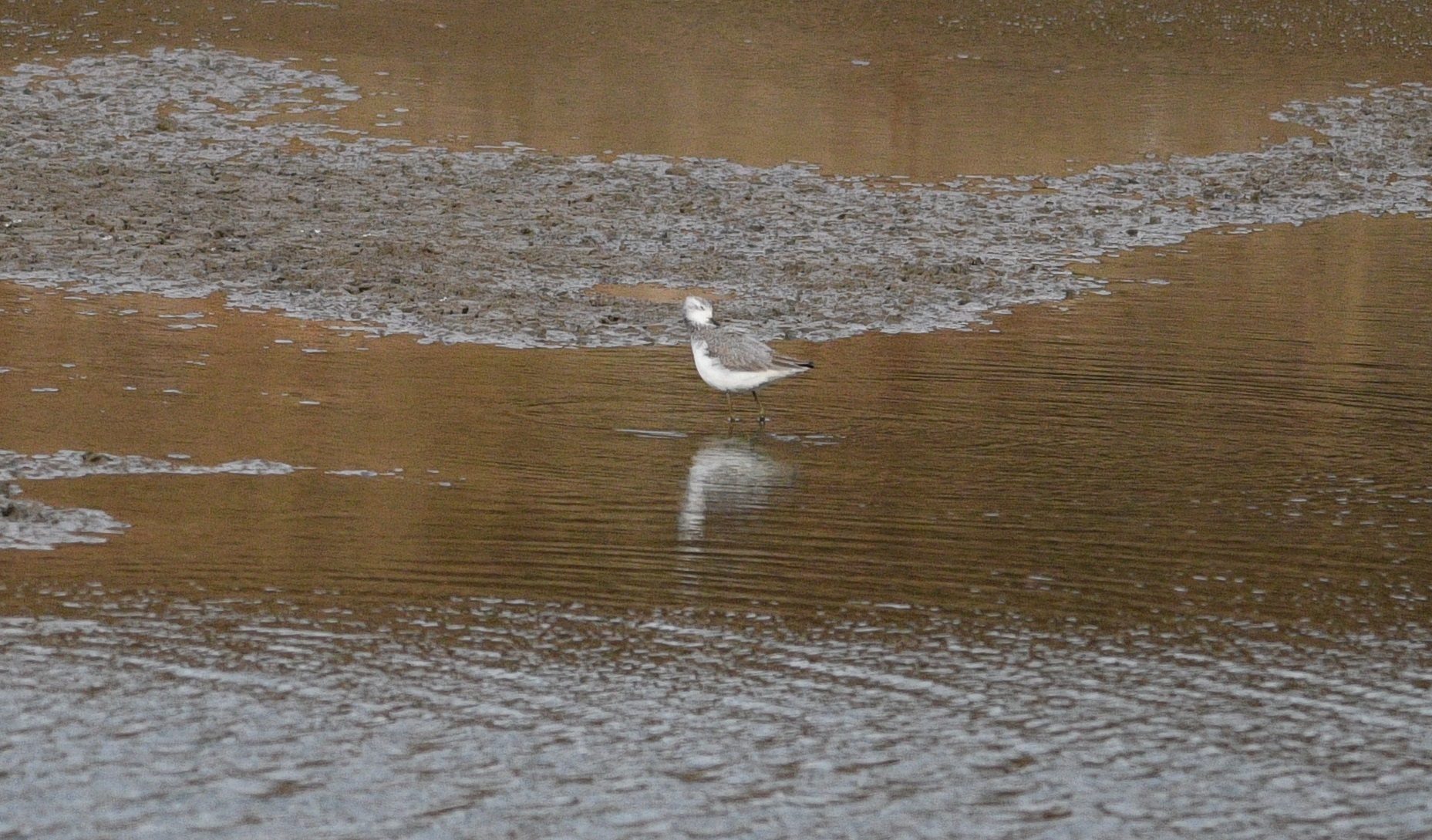 Marsh Sandpiper
