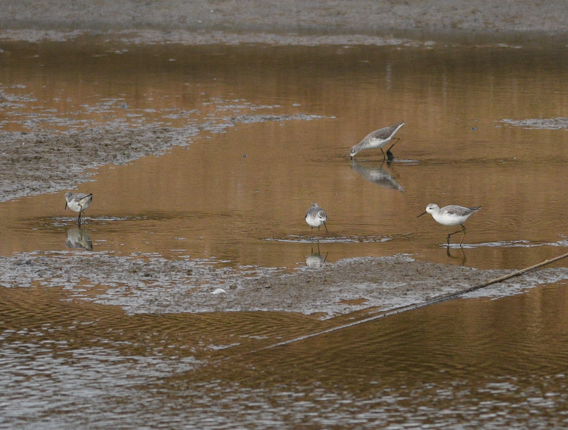 Marsh Sandpiper