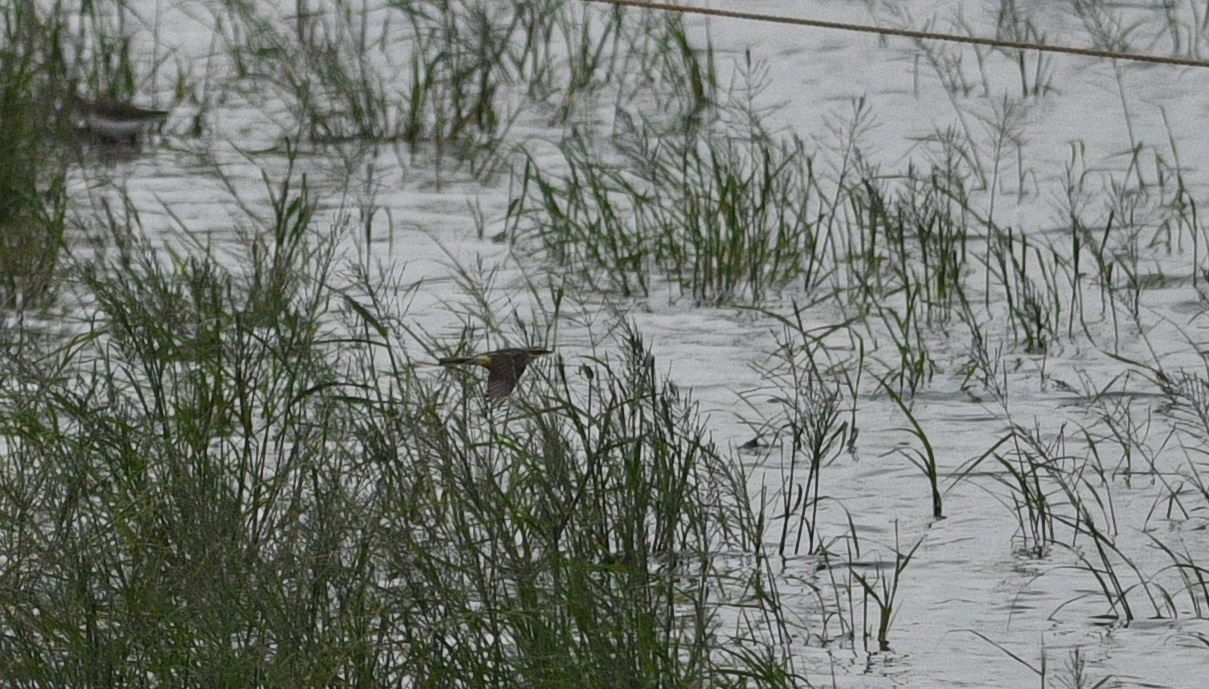 Eastern Yellow Wagtail