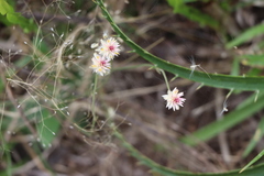 Pfaffia tuberosa