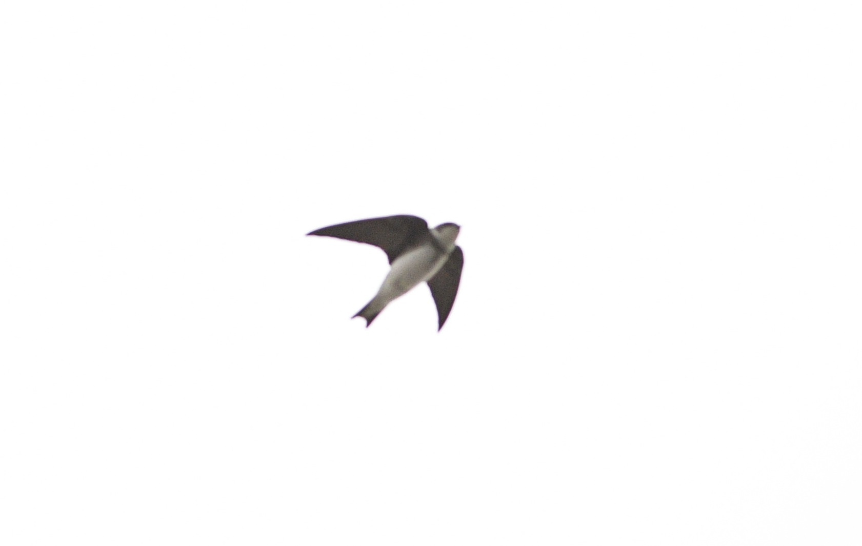 Sand Martin
