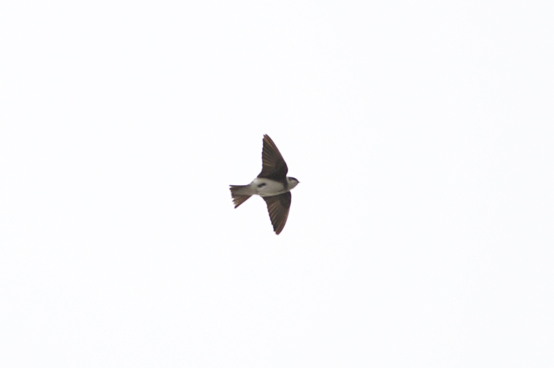 Sand Martin