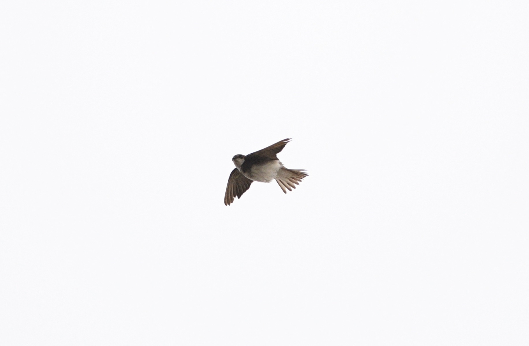 Sand Martin