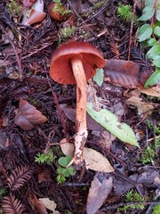 Cortinarius californicus