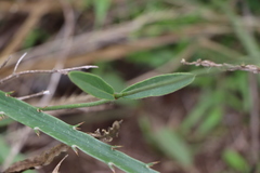 Pfaffia tuberosa