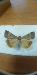 Lygephila lubrica