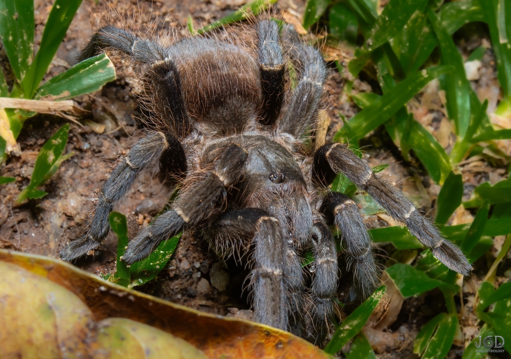 Vitalius dubius