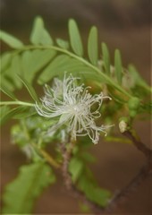Amburaneae