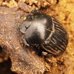 Scarabaeus laticollis
