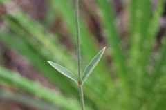 Pfaffia tuberosa
