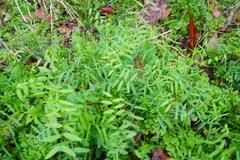 Vicia ludoviciana