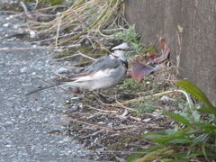 Motacilla alba lugens