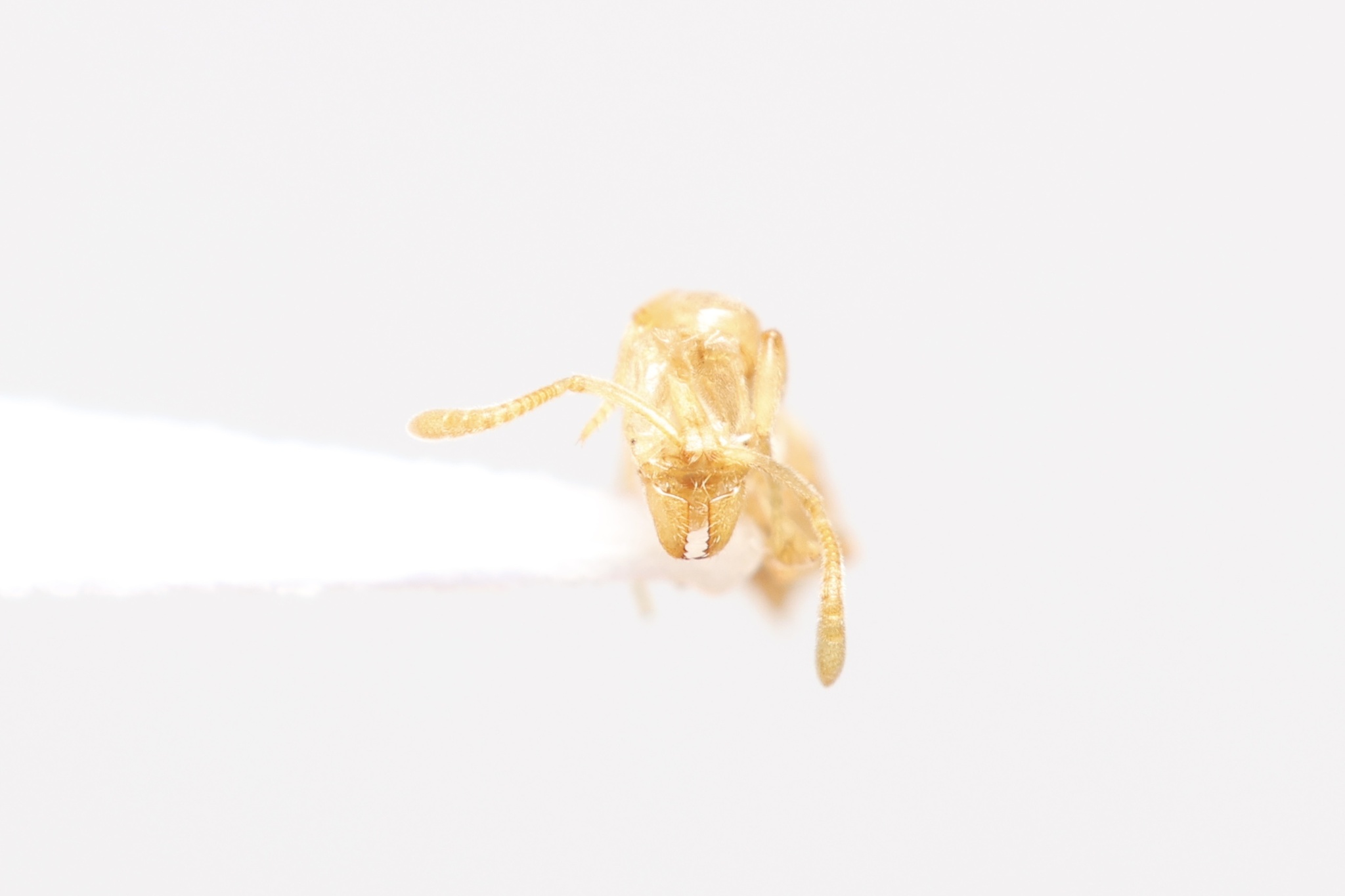 Hypoponera fiebrigi antoniensis