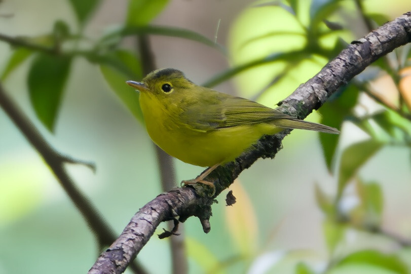 Whistler's Warbler