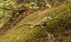 Lophosaurus spinipes