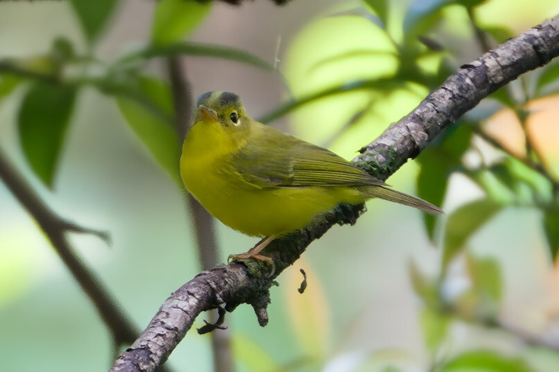 Whistler's Warbler
