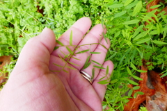 Vicia ludoviciana