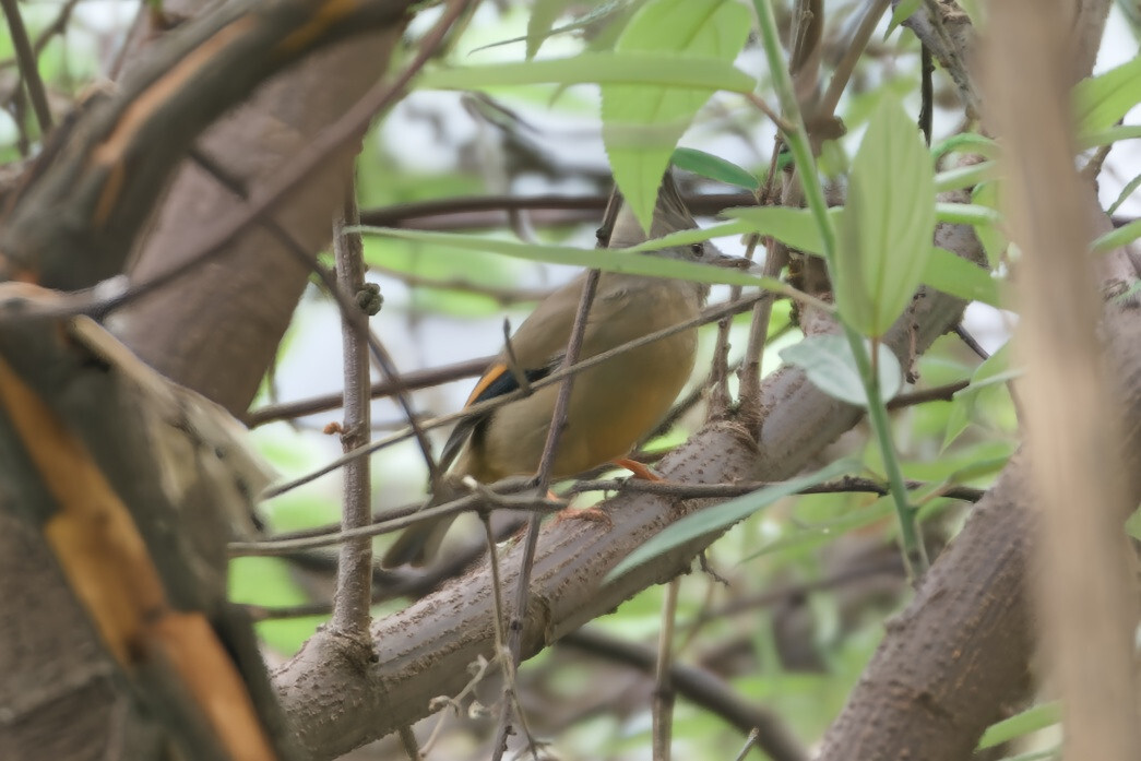 Stripe-throated Yuhina