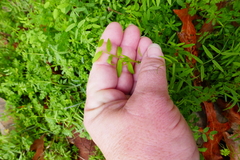 Vicia ludoviciana