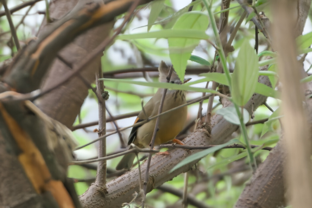 Stripe-throated Yuhina