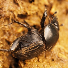 Scarabaeus laticollis
