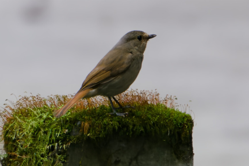 Rufous-bellied Niltava