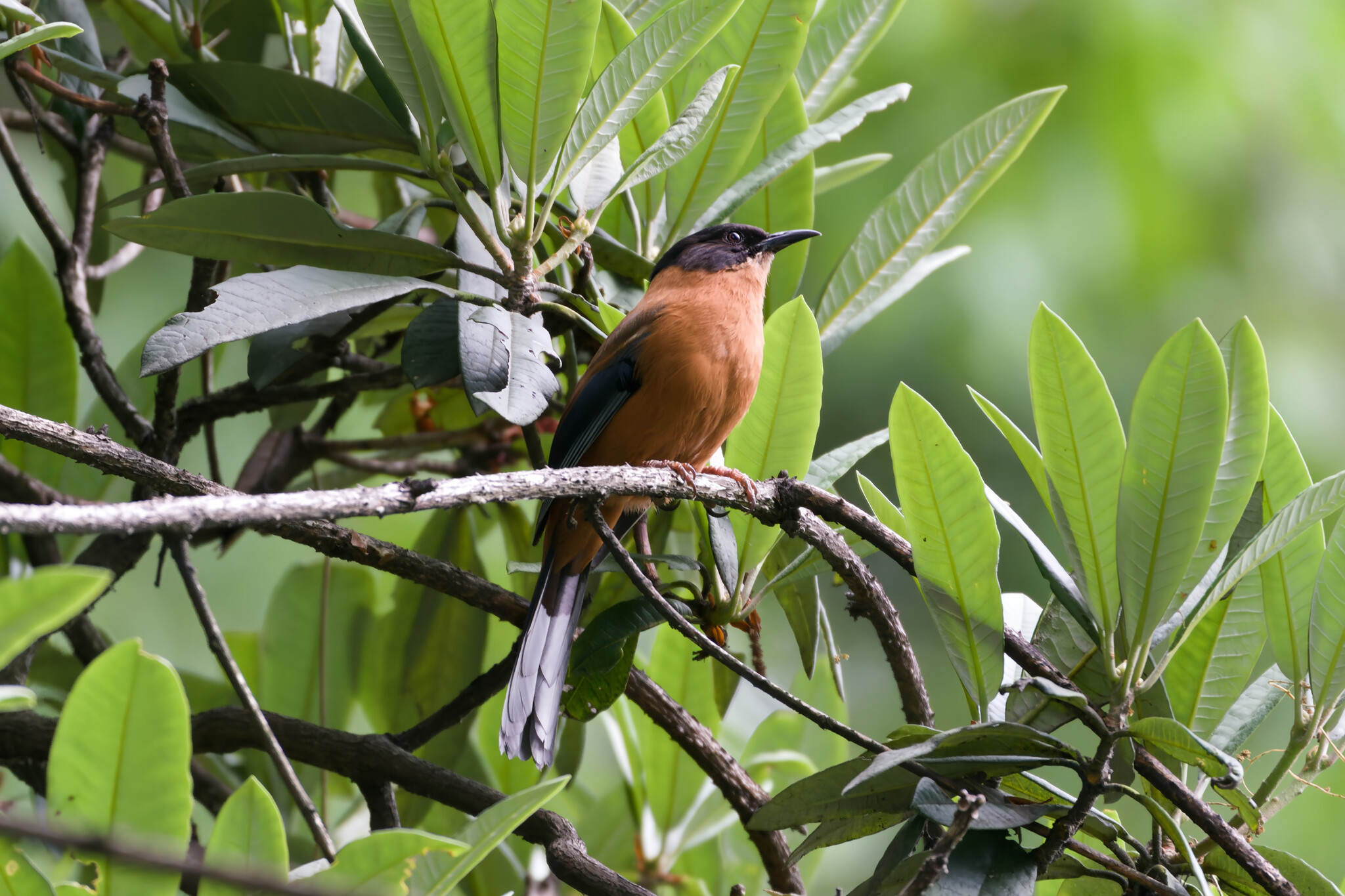 Rufous Sibia