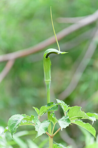 whipcord cobra lily (Arisaema tortuosum)