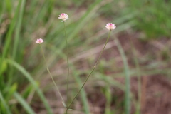 Pfaffia tuberosa