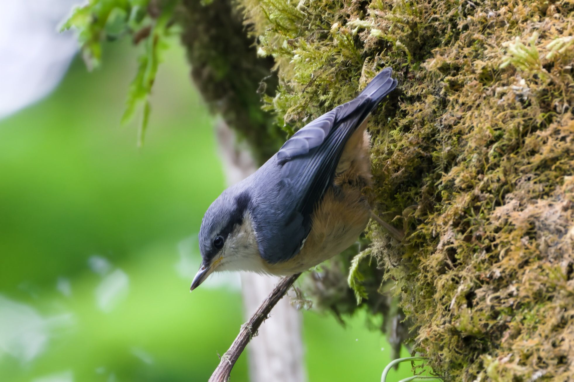 White-tailed Nuthatch