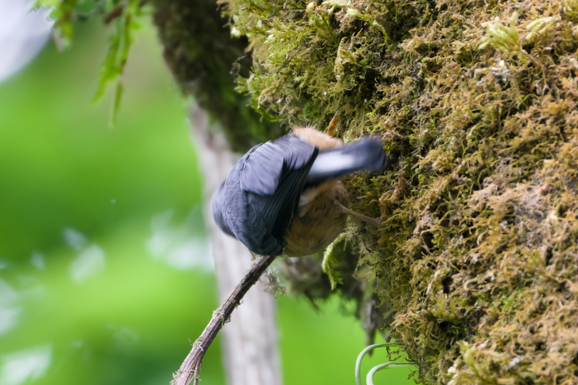 White-tailed Nuthatch