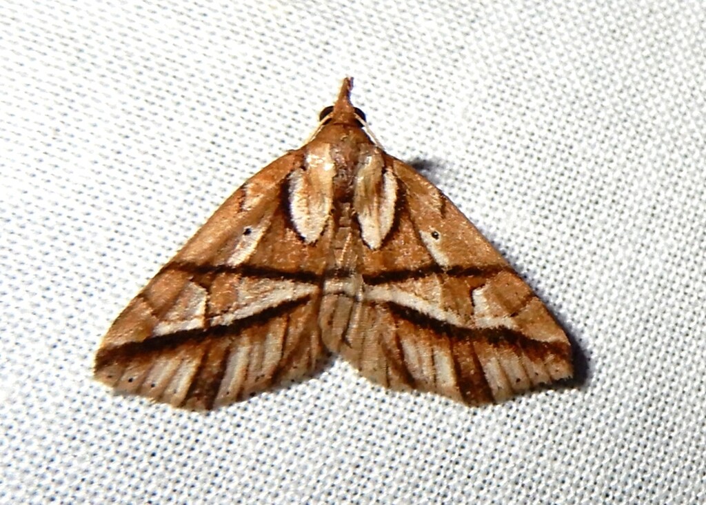 Pangrapta fauvealis