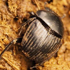 Scarabaeus laticollis