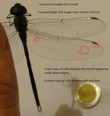 Triacanthagyna septima